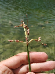 Schoenoplectus litoralis