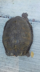 Rhinoclemmys pulcherrima pulcherrima