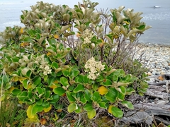 Brachyglottis rotundifolia