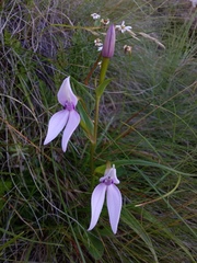 Brownleea macroceras