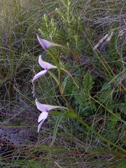 Brownleea macroceras