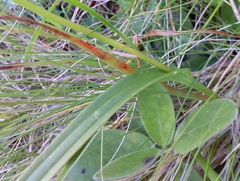 Brownleea macroceras