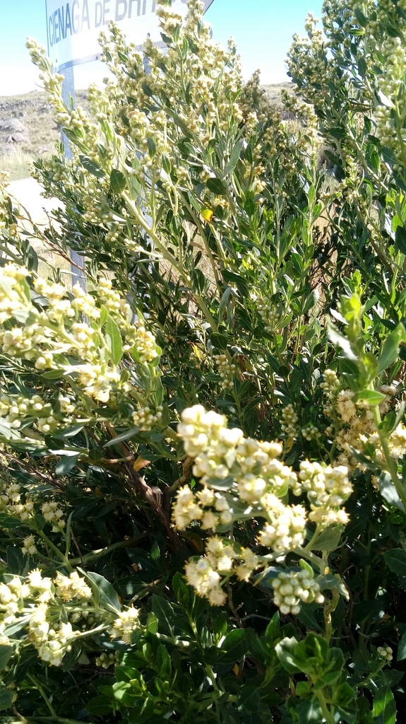 Tucumanenses