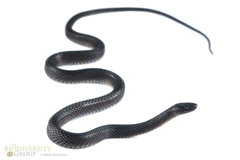 Fugler's Shadow Snake photo 3