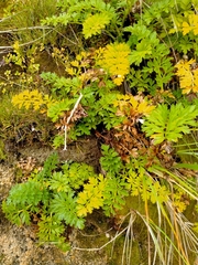 Anisotome lyallii