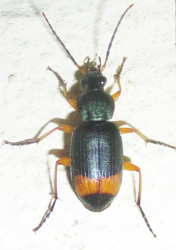 Chlaenius fasciger