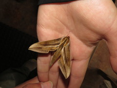 Xylophanes libya
