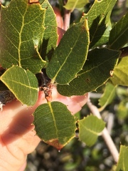Quercus wislizeni frutescens