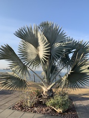 Bismarckia