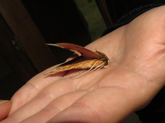 Xylophanes libya