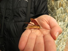 Xylophanes libya