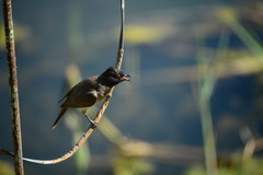 Pycnonotus nigricans