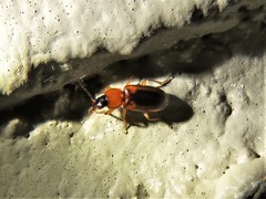 Stenolophus dissimilis