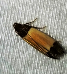 Anacampsis coverdalella