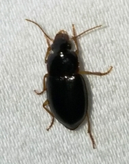 Notiobia