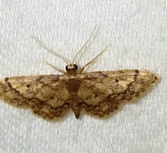 Idaea celtima