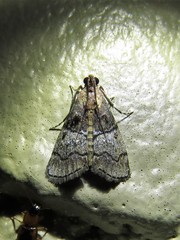 Pococera maritimalis