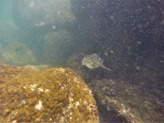 Urobatis concentricus