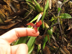Maxillaria cucullata