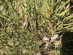 Hakea vittata