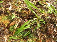 Maxillaria cucullata