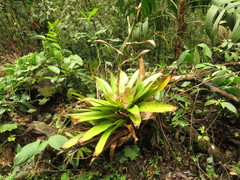 Werauhia werckleana