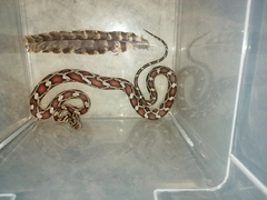 Pseudelaphe phaescens