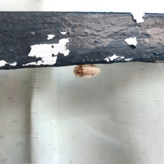 Aspisoma aegrotum
