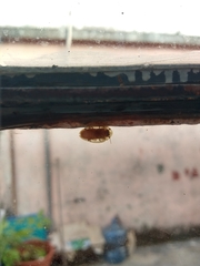 Aspisoma aegrotum