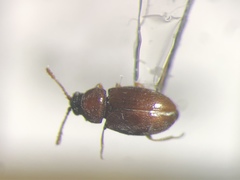 Atomaria munda