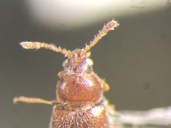 Atomaria munda