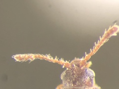 Atomaria munda