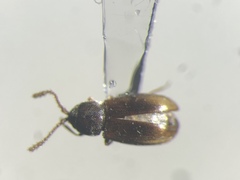 Atomaria crassula
