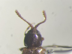 Atomaria crassula