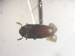 Trixagus carinicollis