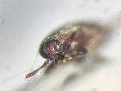 Trixagus carinicollis