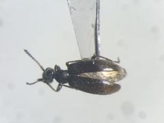 Sapintus fulvipes