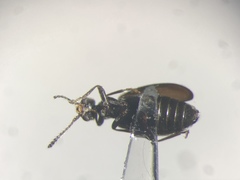 Sapintus fulvipes