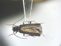 Rhagonycha recta