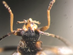 Rhagonycha recta