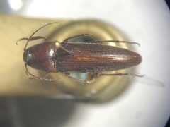 Melanotus decumanus