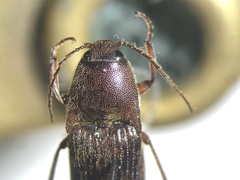 Melanotus decumanus