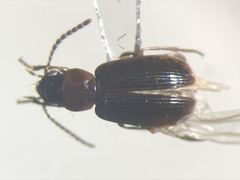 Acupalpus pauperculus