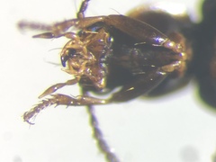 Acupalpus pauperculus