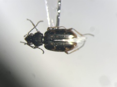 Bembidion patruele
