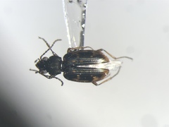 Bembidion patruele