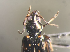 Bembidion patruele