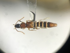 Lobrathium collare