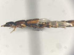 Lobrathium collare