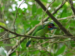 Psilopogon duvaucelii